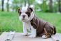 English/French Bulldog puppies for sale