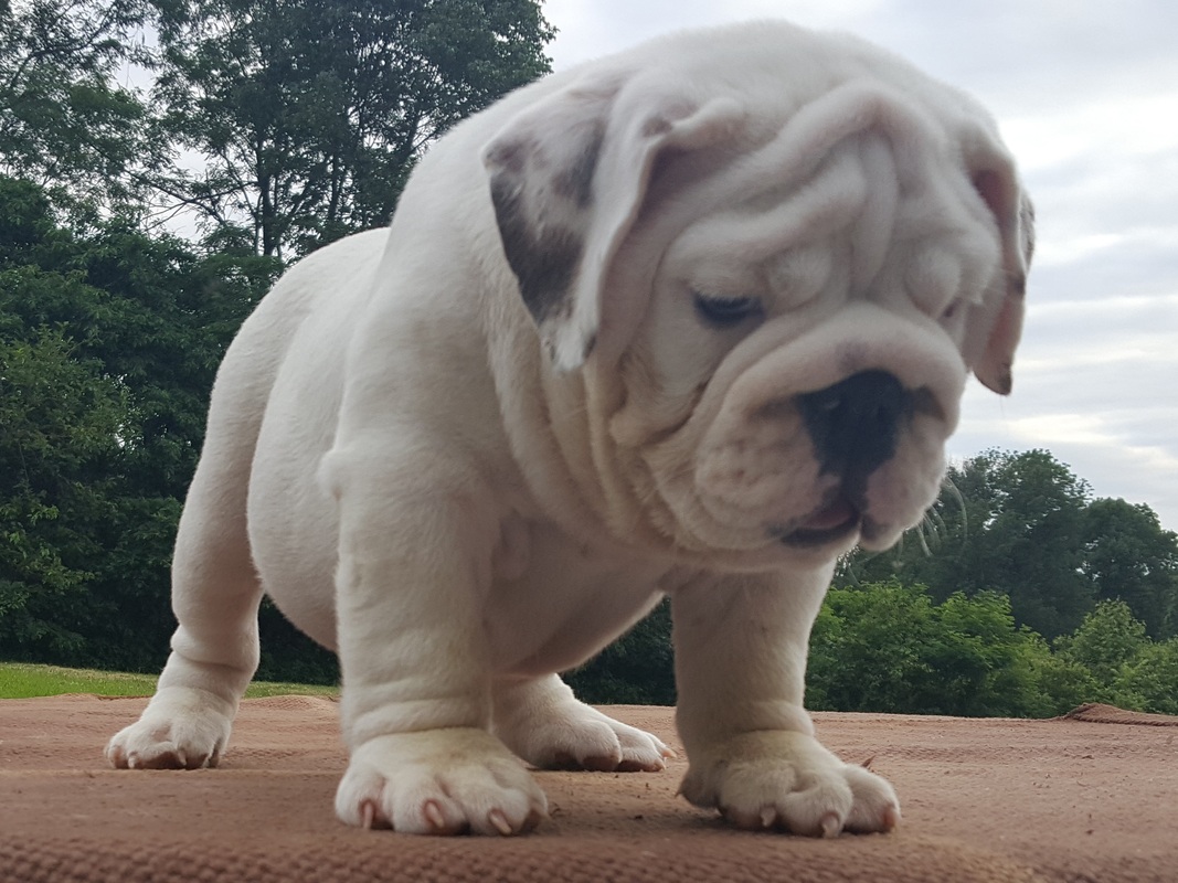 Four English Bulldog Puppies For Sale