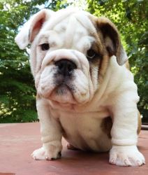 Four English Bulldog Puppies For Sale