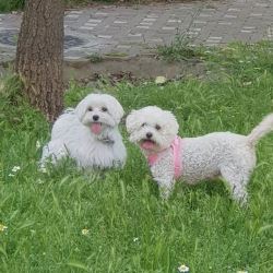 Maltese Dog for Sale