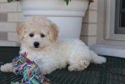 Maltipoo Puppy for Rehoming