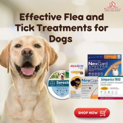 Shop Effective Flea and Tick Treatments for Dogs