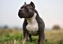 Discover the AKC Pitbull Puppies Available for sale
