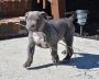 Find the Best Pitbull XL Puppies Available for Sale