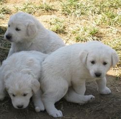 Aussiedoodle Puppies For Sale | Pottyregisteredpuppies.com