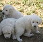 Aussiedoodle Puppies For Sale | Pottyregisteredpuppies.com