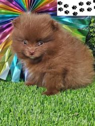  Buy Pomeranian Puppies