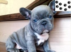 French Bulldog Puppies