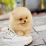 AKC Pomeranian Puppies.