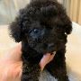 Micro Poodle Cost in Ohio