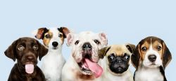 Looking For a Pet store in Mumbai? Visit Our Store