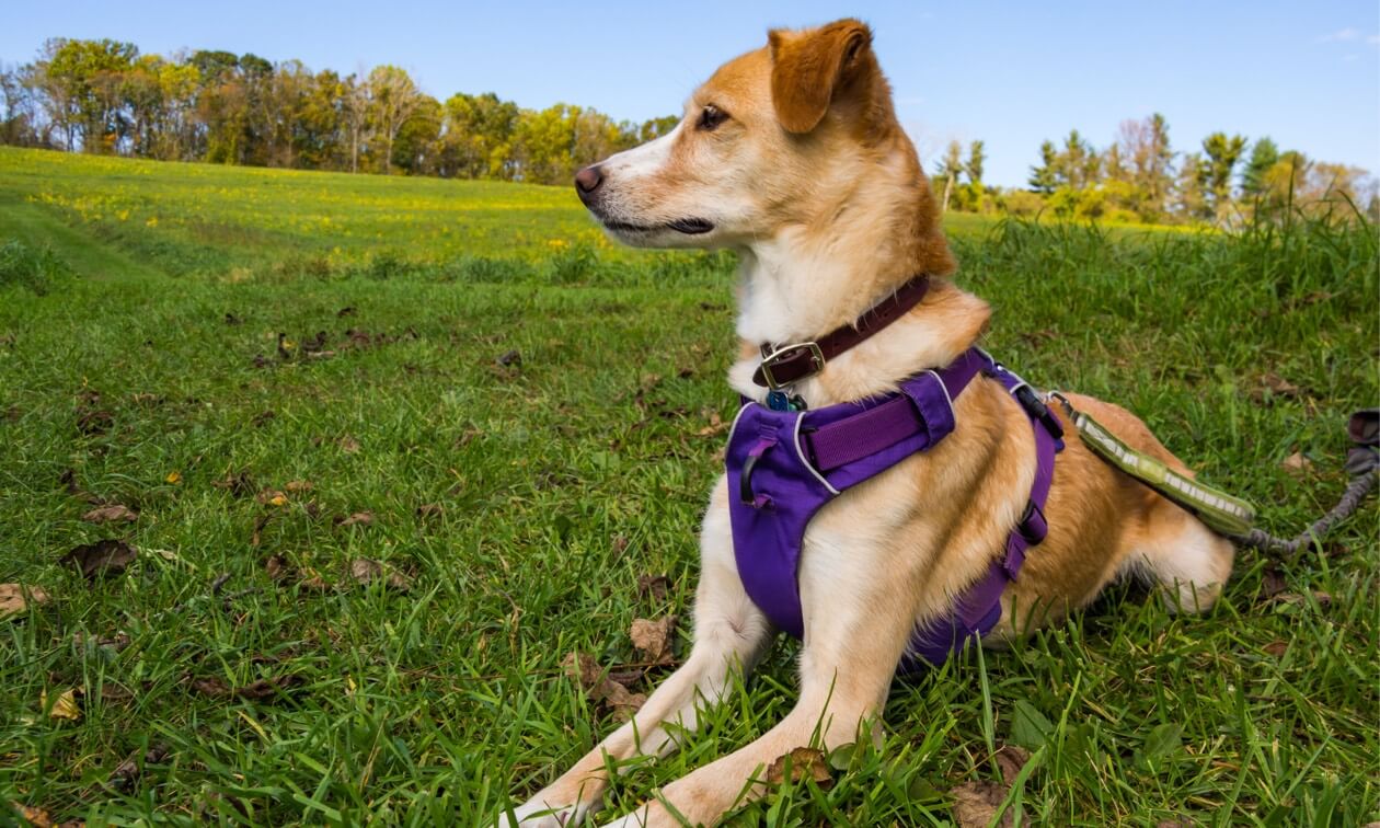 Unveiling Our Premium Dog Harnesses | Rocky Mountain Dog