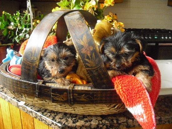 AKC Yorkie puppies available