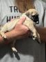 Unleash Your Love for Pug Puppies: Meet the Most Adorable Pu