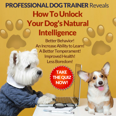How To Unlock Your Dog's Natural Intelligence
