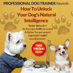 How To Unlock Your Dog's Natural Intelligence