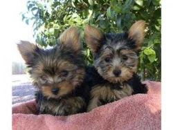 Male & female Yorkie puppies available