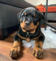 50% Off Special little Rottweiler puppies.
