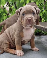 Pitbull Puppies For Sale 