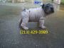 Handsome Shar Pei puppy for sale.