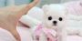 pomeranian puppies near me | buy pomeranian puppies near me