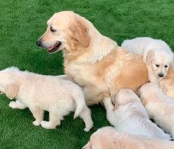 Akc Golden retriever puppies for sale