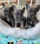 Well Trained French Bulldog Puppies TEXT 6572511878