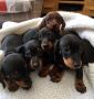 Mini Dachshund Puppies For Sale