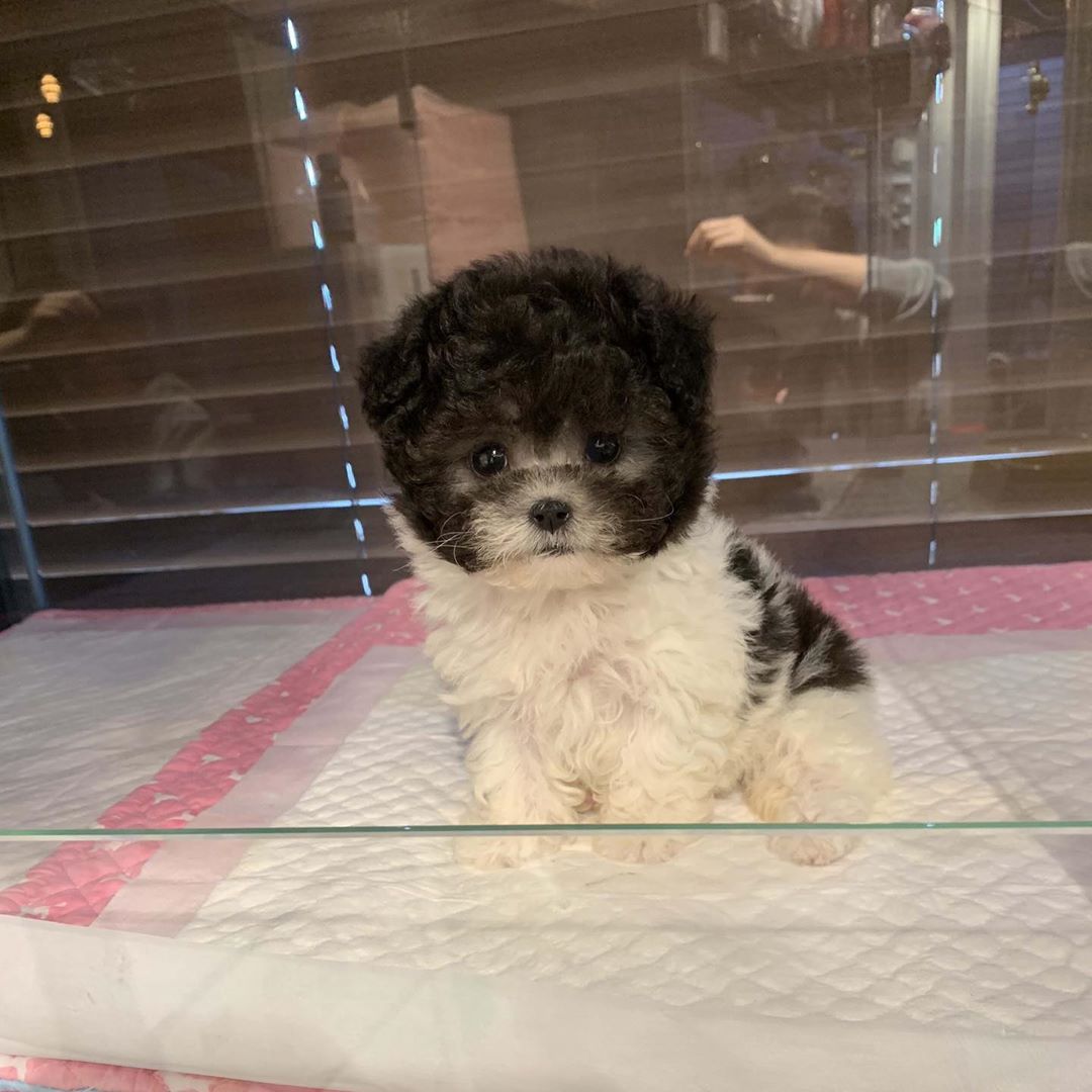 Toy and Teacup Poodle Puppies For Sale