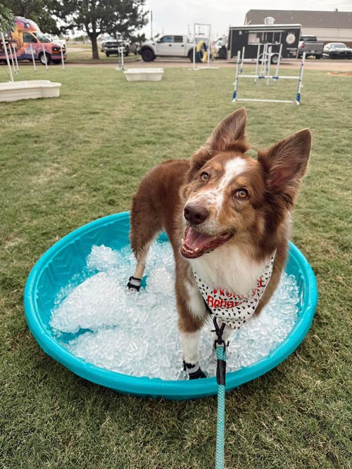 Best Dog Boarding in Oklahoma City and Moore, OK