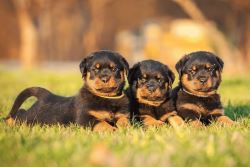 Best Rottweiler Puppies for sale in Washington