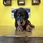 Rottweiler Puppies For Sale NY