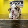 Miniature Bulldogs for Sale - Discover Your Perfect Companio