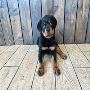 Adopt Rottweiler Puppies For Sale in New York: A Joyful Jour