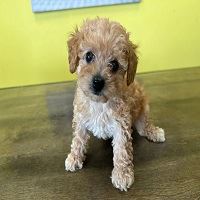 Find Your Perfect Companion: Poodle Puppies For Sale 