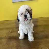 Shih Tzu Puppies for Sale in Westchester, NY