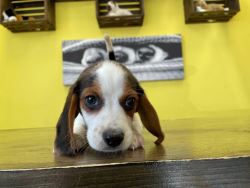 Beagle Puppies for Sale - Healthy, Adorable, Family-Friendly