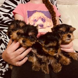 1xmale y 1xfemale Yorkshire terrier puppies for rehoming