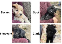 POODLE MIX PUPPIES FOR SALE
