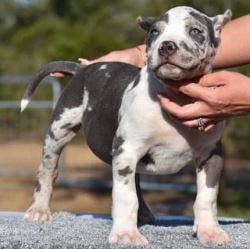 American Bullies for Sale