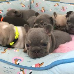 Beautiful French Bulldog puppies looking for loving homes! 