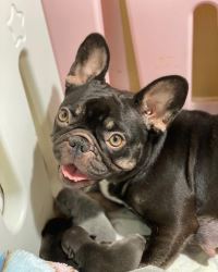 Beautiful French Bulldog puppies looking for loving homes! 