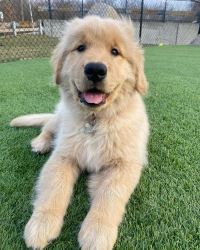 Golden Retriever puppies for adoption 