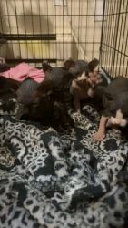 Cute sphynx kitten for sale 