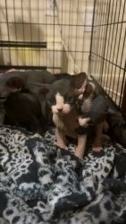 Cute sphynx kitten for sale 