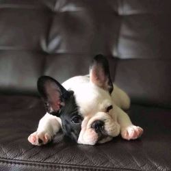 Best french bulldog puppies for sale 