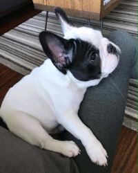 Best french bulldog puppies for sale 