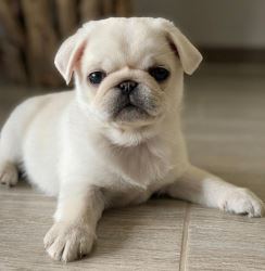 Pug puppies for sale under $1000