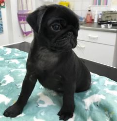 Black female pug for sale