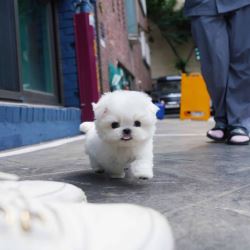 Teacup maltese puppies for sale near me​